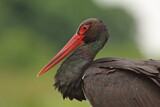 Image. Black Stork