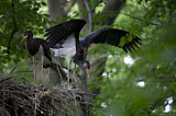 Image. Black Stork