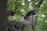Image. Black Stork