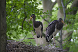 Image. Black Stork