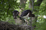 Image. Black Stork