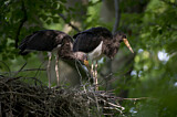 Image. Black Stork