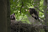 Image. Black Stork