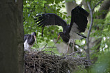 Image. Black Stork