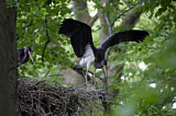 Image. Black Stork