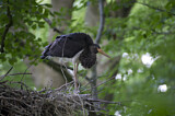 Image. Black Stork