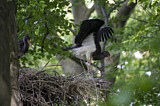 Image. Black Stork