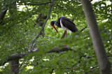 Image. Black Stork