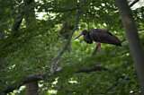 Image. Black Stork