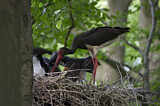 Image. Black Stork