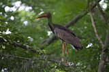 Image. Black Stork