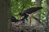 Image. Black Stork