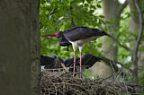 Image. Black Stork