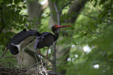 Image. Black Stork