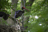 Image. Black Stork