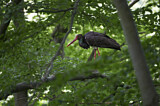 Image. Black Stork