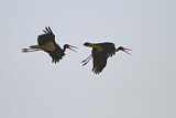 Image. Black Stork