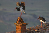 Image. Black Stork