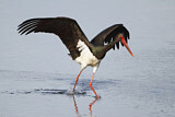 Image. Black Stork