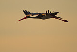 Image. Black Stork