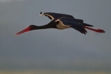 Image. Black Stork