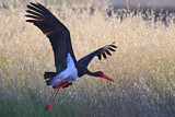 Image. Black Stork