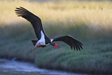 Image. Black Stork