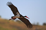 Image. Black Stork