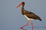 Image. Black Stork