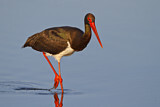Image. Black Stork