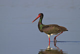 Image. Black Stork