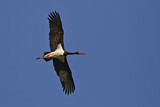 Image. Black Stork