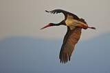 Image. Black Stork
