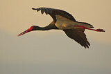 Image. Black Stork