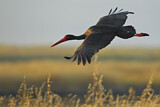 Image. Black Stork