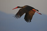 Image. Black Stork