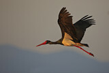 Image. Black Stork