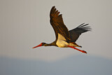 Image. Black Stork
