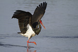 Image. Black Stork