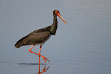 Image. Black Stork