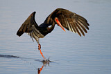 Image. Black Stork
