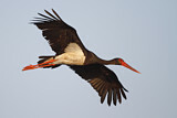 Image. Black Stork