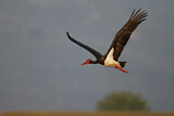 Image. Black Stork