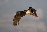 Image. Black Stork