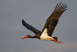 Image. Black Stork