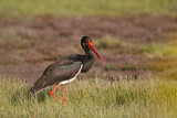 Image. Black Stork