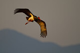 Image. Black Stork