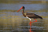 Image. Black Stork