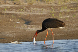 Image. Black Stork