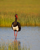 Image. Black Stork